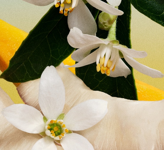 2626012 Spotlight Product-Placement-Large 555x510px2.jpg